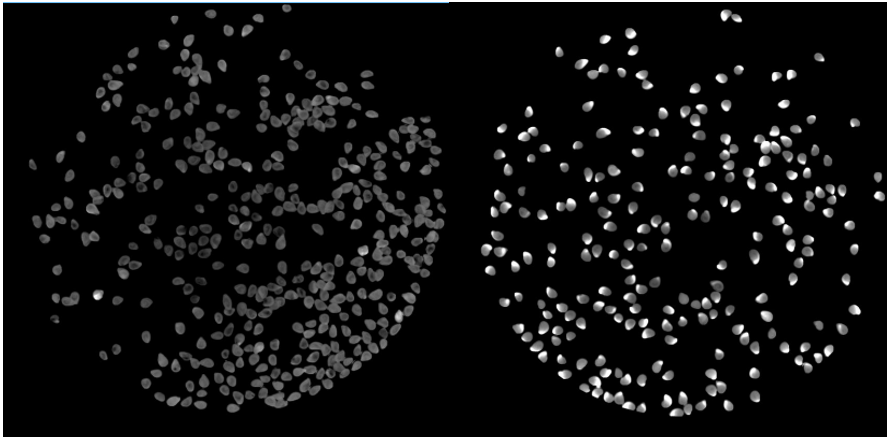 Level of chlorophyll A in tomato seeds - Fluorescence Mapping