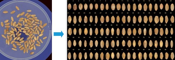 Seeds automatically segmented and sorted