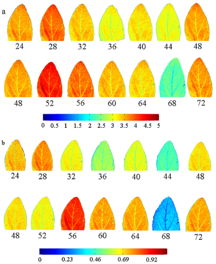 Mapping Chlorophyll A and B in soybean leaves with spectral imaging