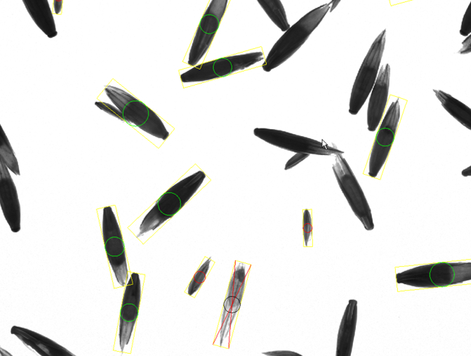 Grass seeds with backlight illumination to enhance the caryopsis inside the seeds