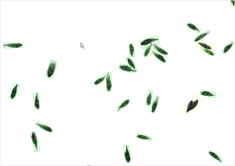 Grass seeds with backlight illumination to enhance the caryopsis inside the seeds