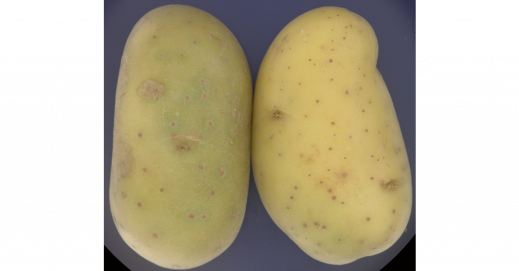 Potato quality analysis