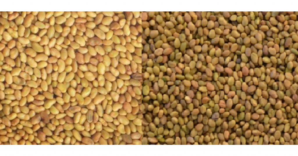 alfalfa sweet clover