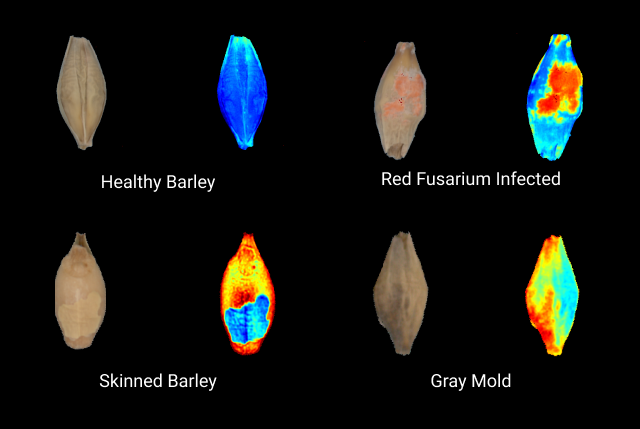malting barley Videometer