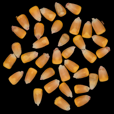 Commodity grains