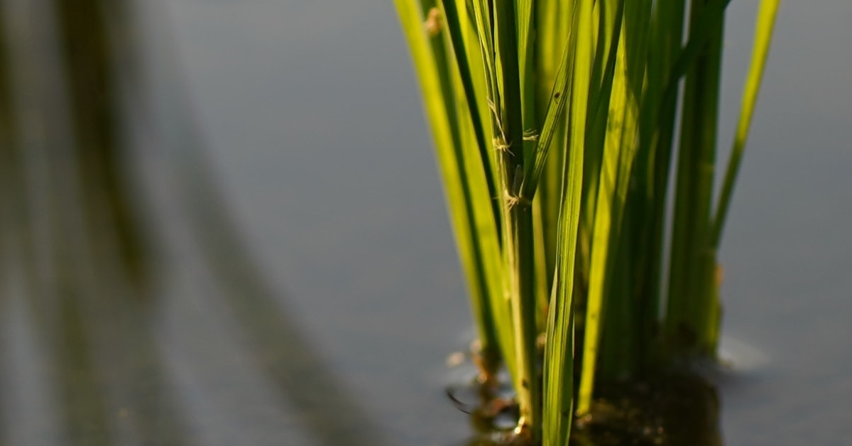 VideometerLab for Rice Phenotyping and Rice Quality - Videometer