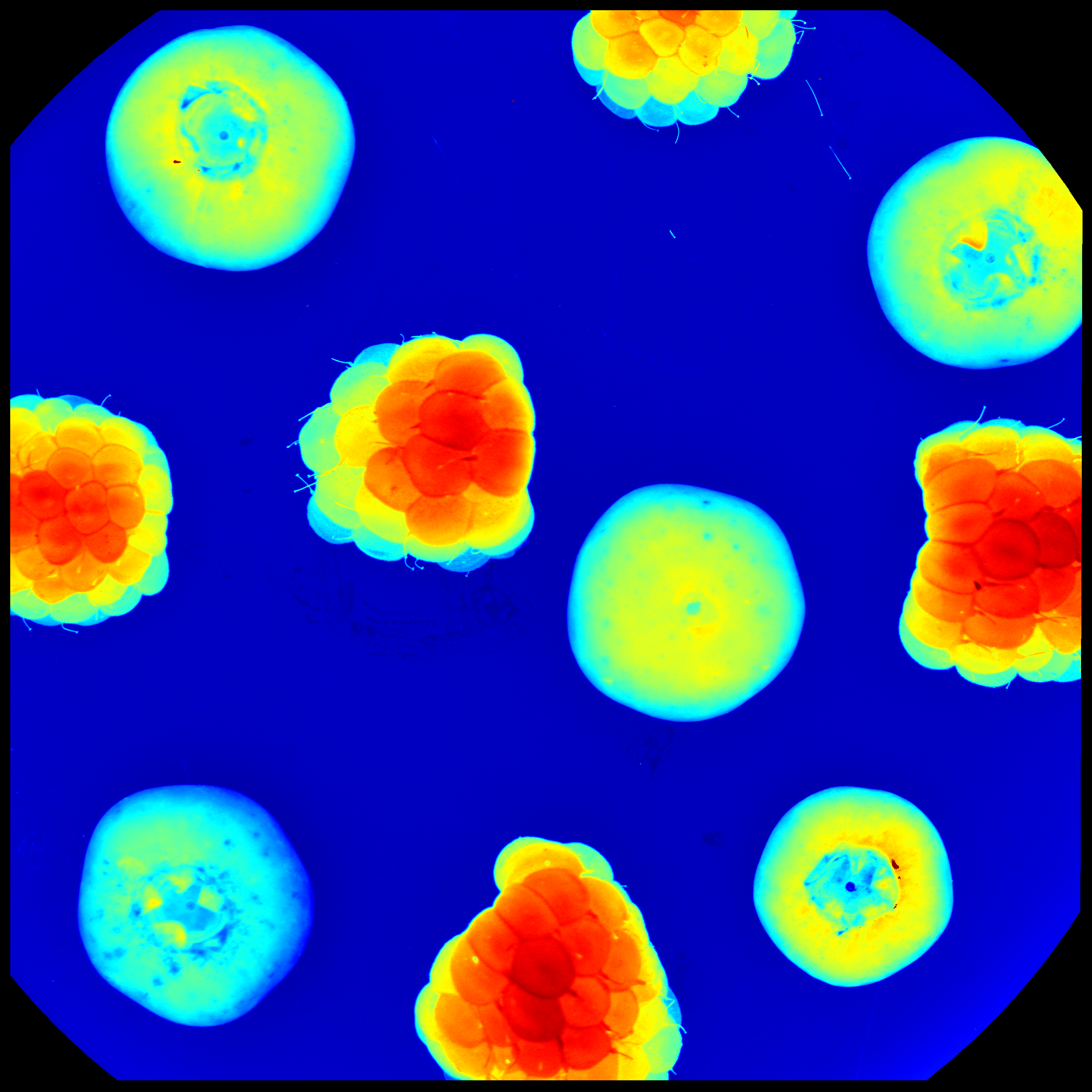 fruits quality control analyzed with spectral imaging