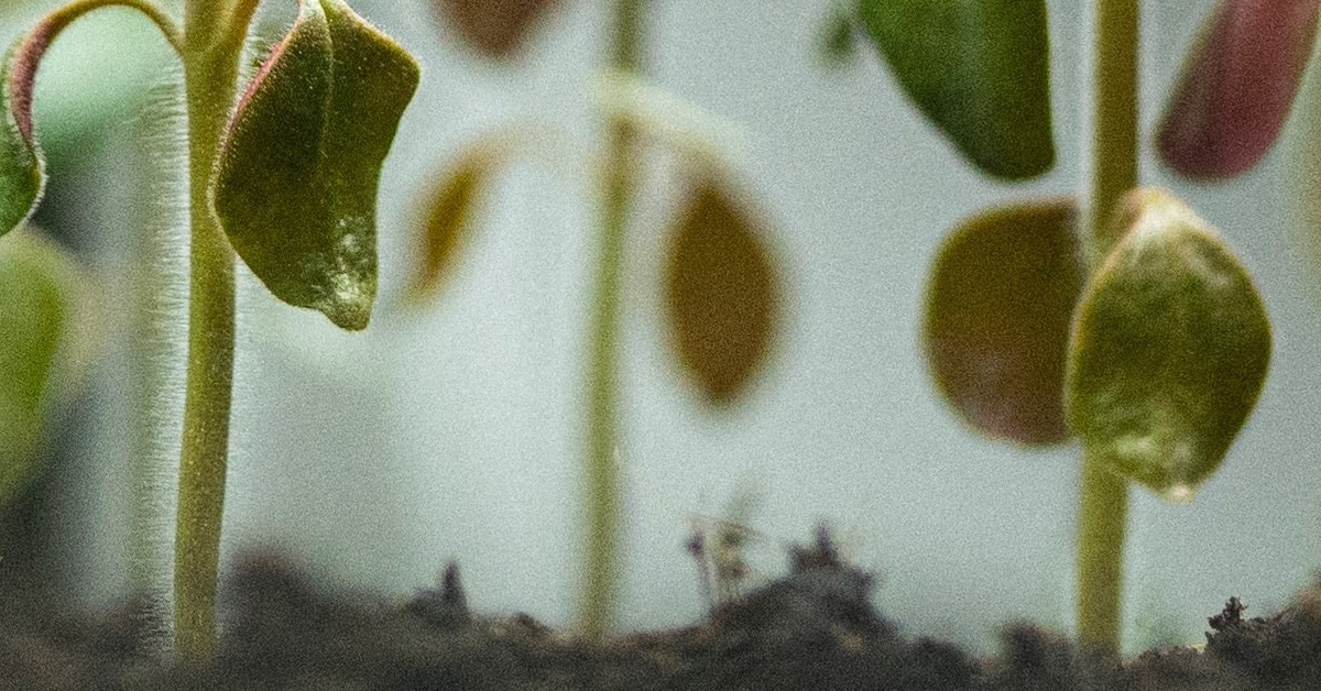 How to test alfalfa seed vigor in a non-destructive way? - Videometer